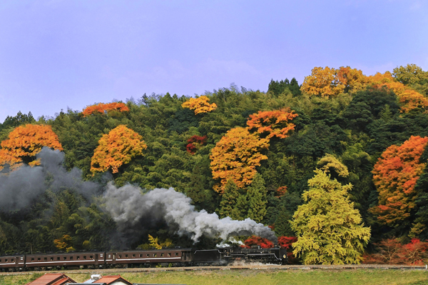 train in the colored trees