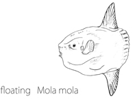 molamola